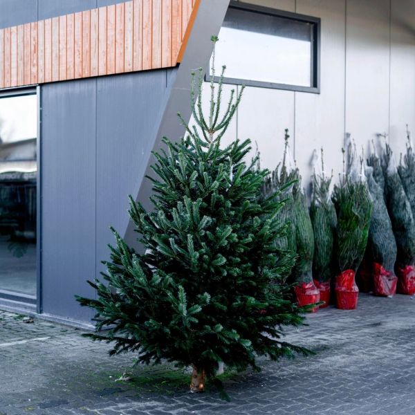 maximaliseren geestelijke gezondheid Port Nordmann kerstboom 165-220 cm